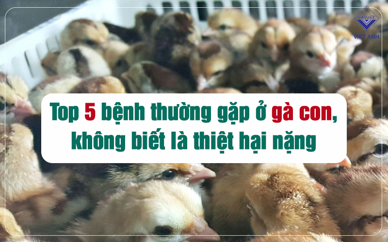 Top 5 bệnh thường gặp ở gà con, không biết là thiệt hại nặng