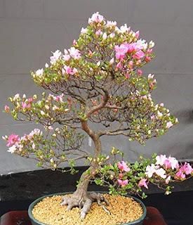 which bonsai trees are safe for cats