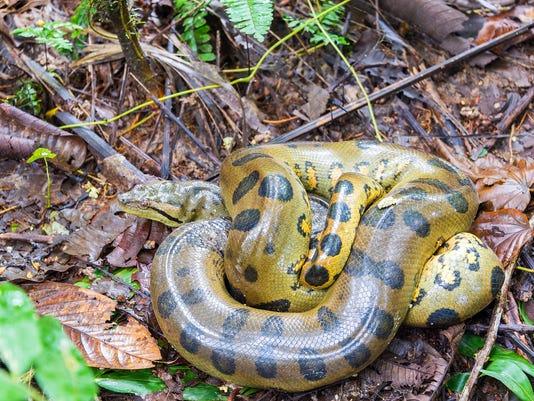 Image result for yellow anaconda
