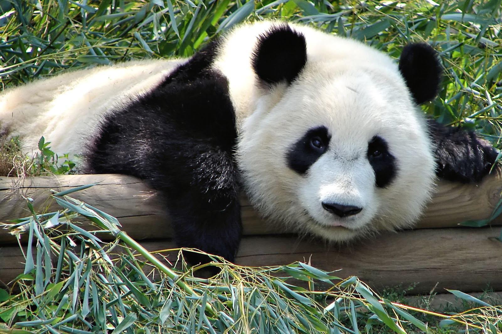 Atlanta Zoo Panda.jpg