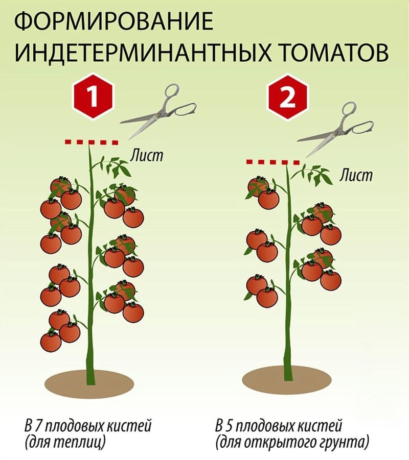 Формирование индетерминантных томатов