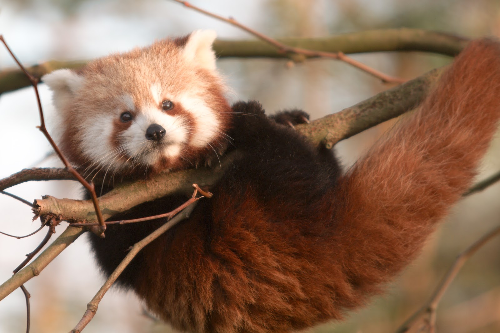 File:Cub Red Panda almost falling of.jpg - Wikimedia Commons