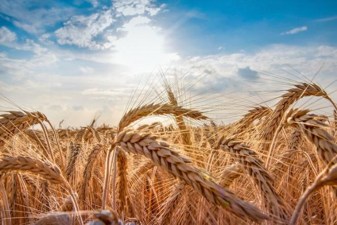 Cadeia do trigo aposta na retomada do crescimento em 2020 – Estadão Agro –  Media Lab