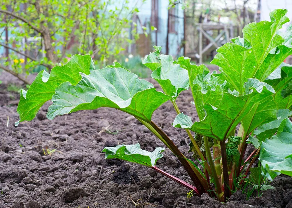 Common Rhubarb Issues