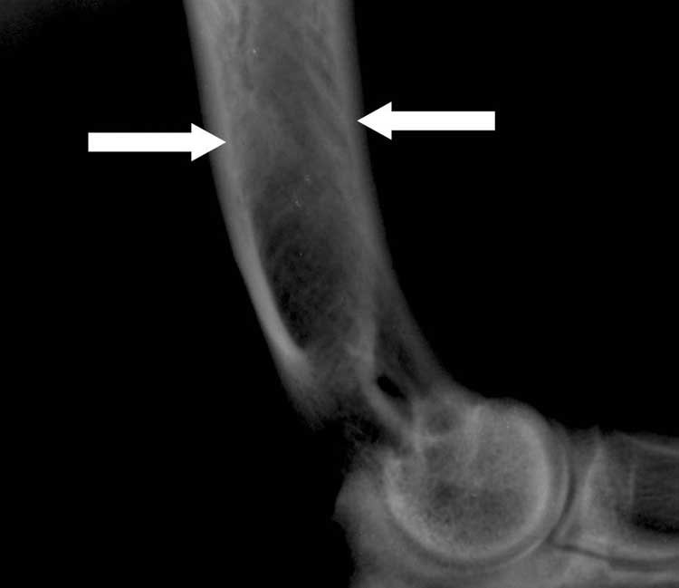 Fewer and courser trabeculae are long term radiographic indicators of prior panosteitis in this humerus