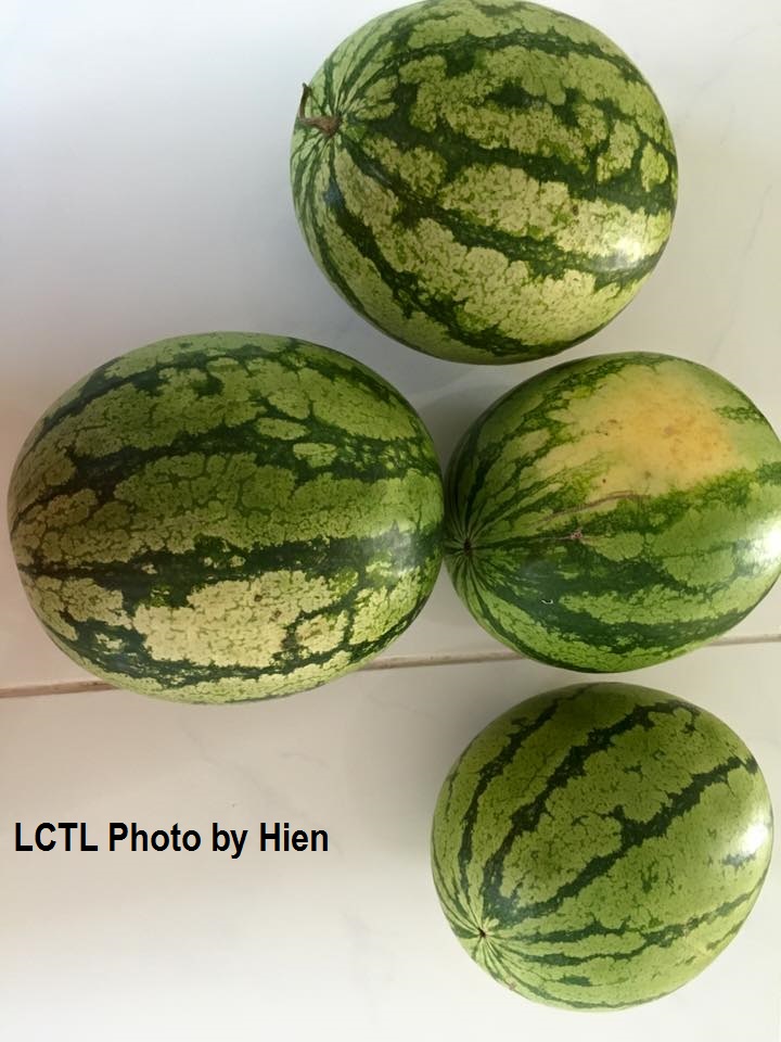 water melon.jpg