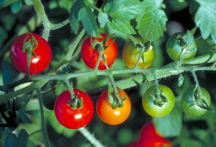Planta-de-tomates.jpg
