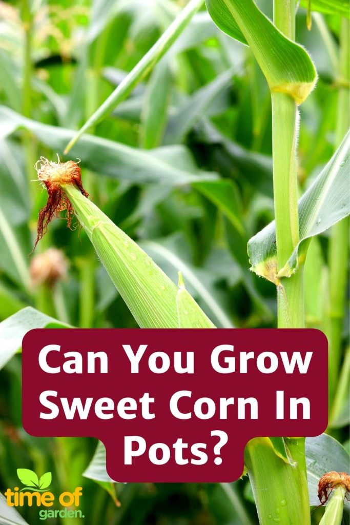 Grow sweet Corn In Pots pin