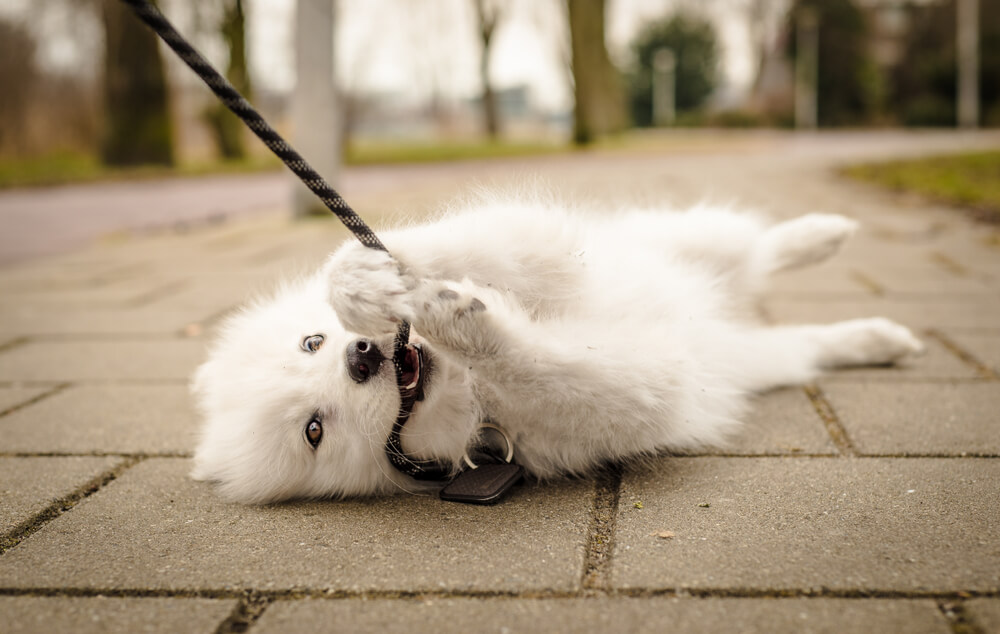 dog does not want to walk on a lead