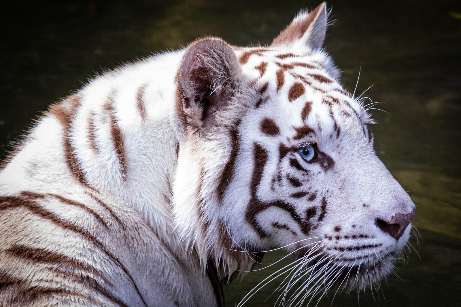 White tiger at the Singapore Zoo