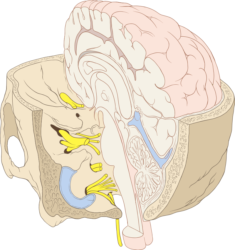 Illustration showing cranial nerves as they pass through the skull