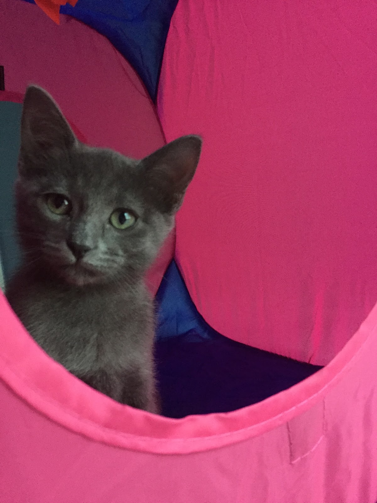 Gray kitten in pink collapsible hut