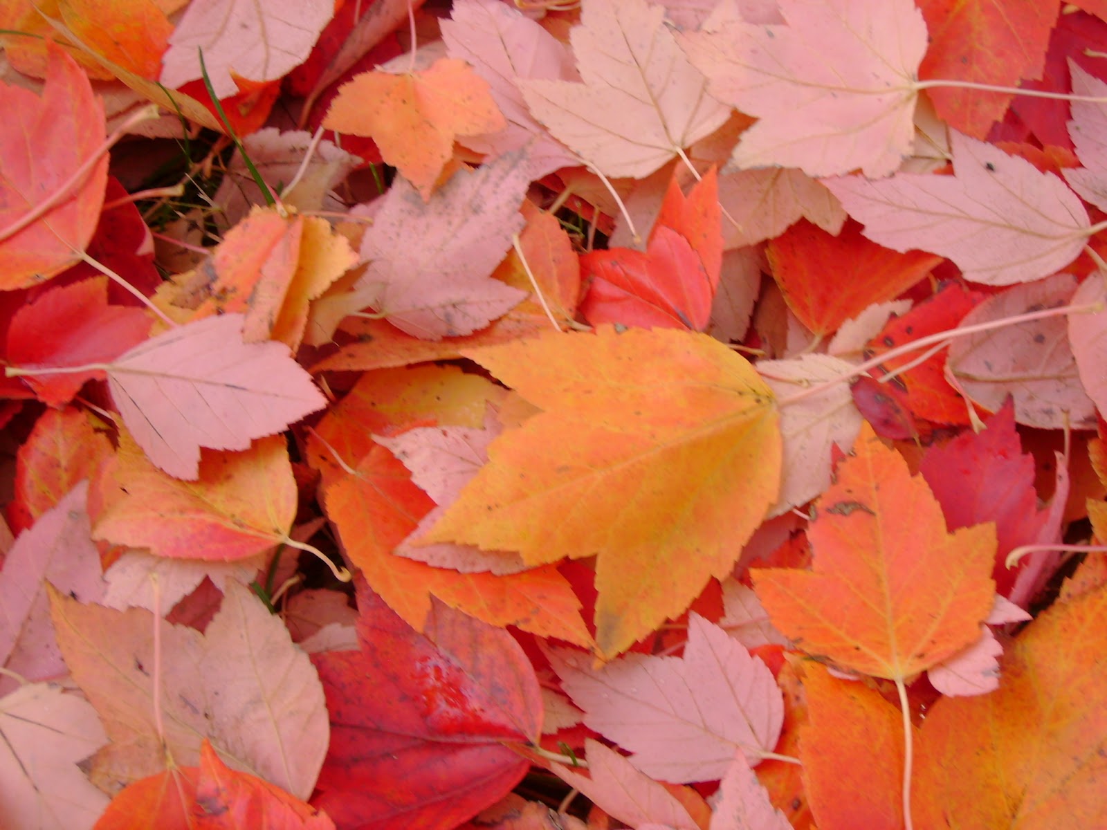 File:Fall Leaves.jpg