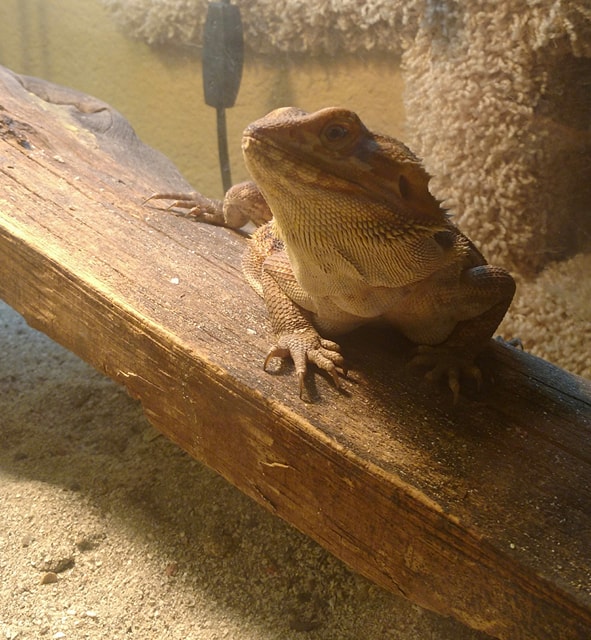 Shadow The Bearded Dragon.jpg