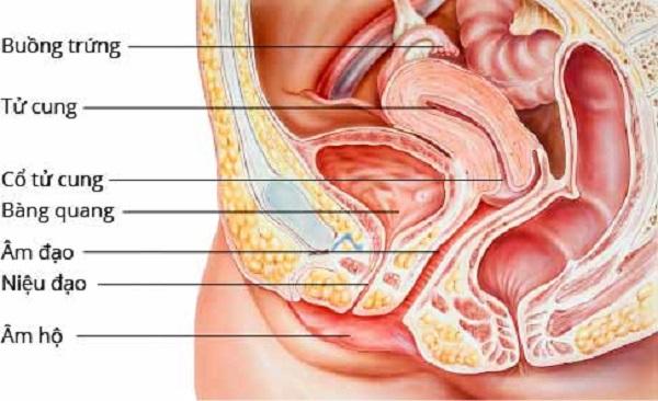 Kết quả hình ảnh cho vị trí bàng quang nữ