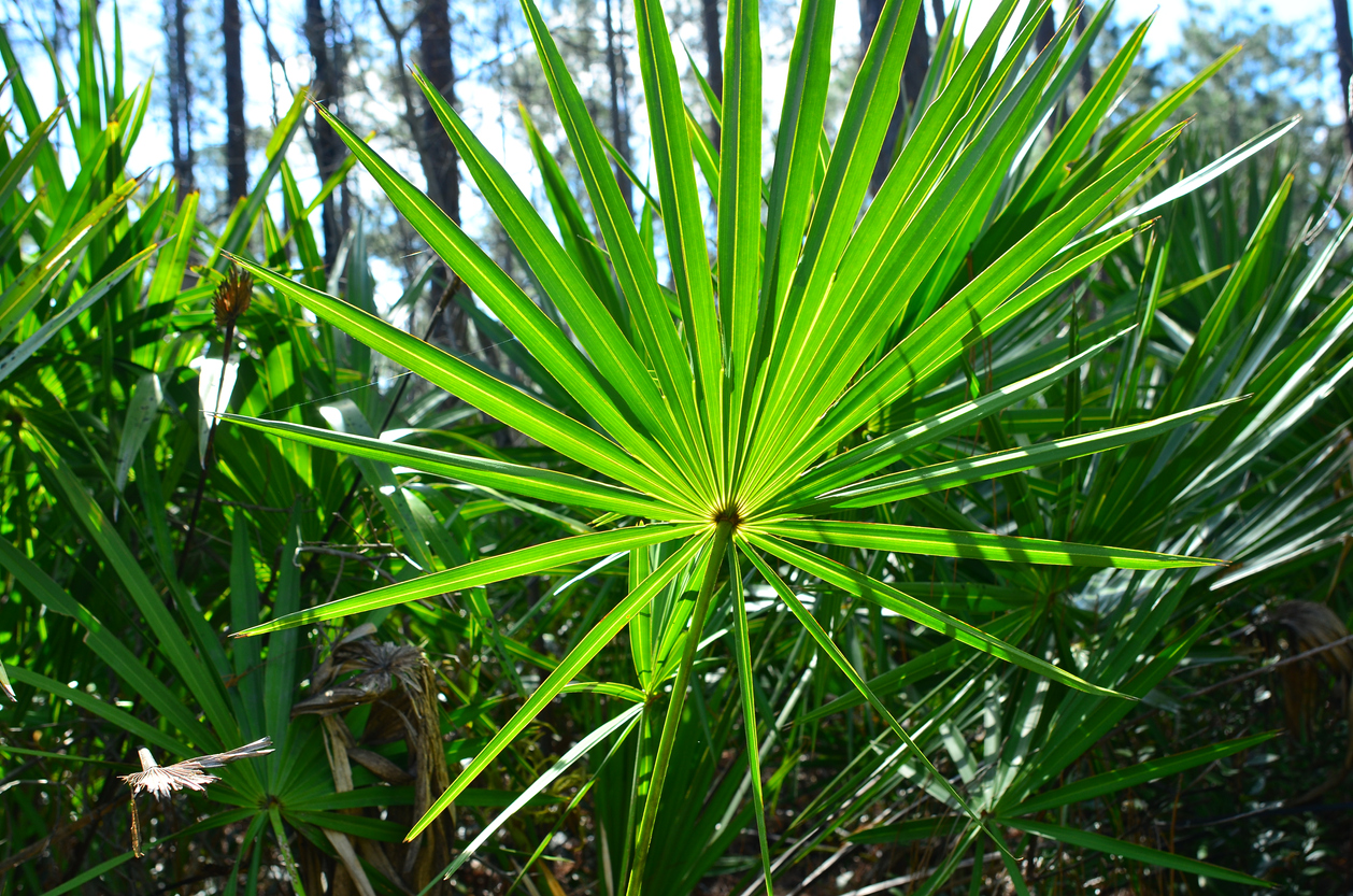 Saw Palmetto