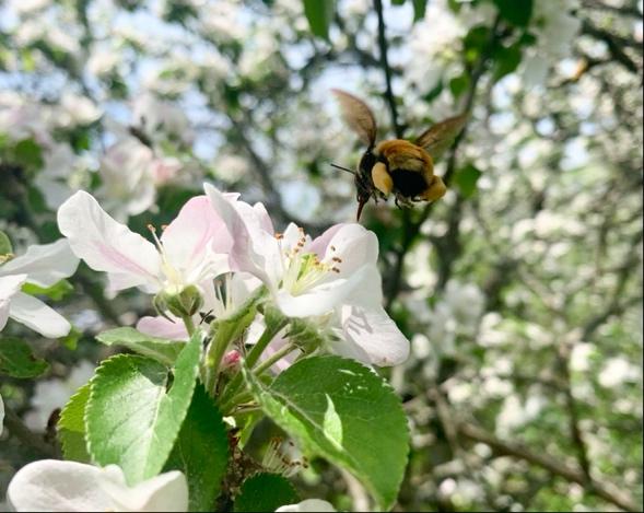 A bee on a flower  Description automatically generated