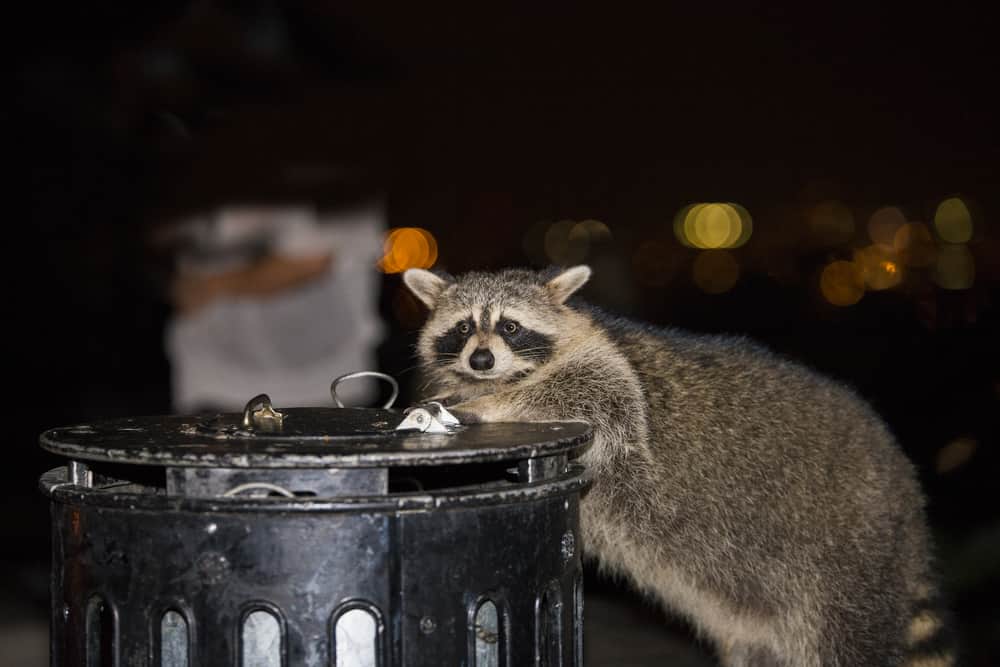 Will A Porch Light Keep Raccoons Away