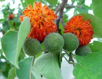 paper mulberry fruit