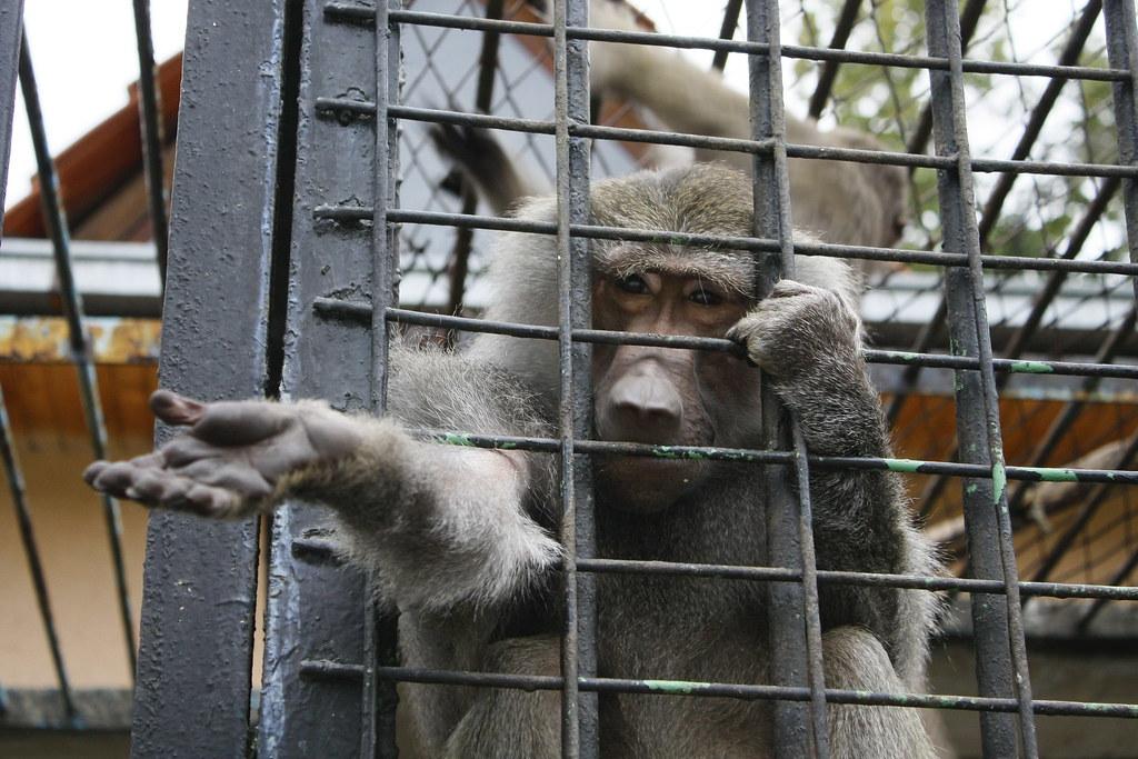 Image result for monkey in prison
