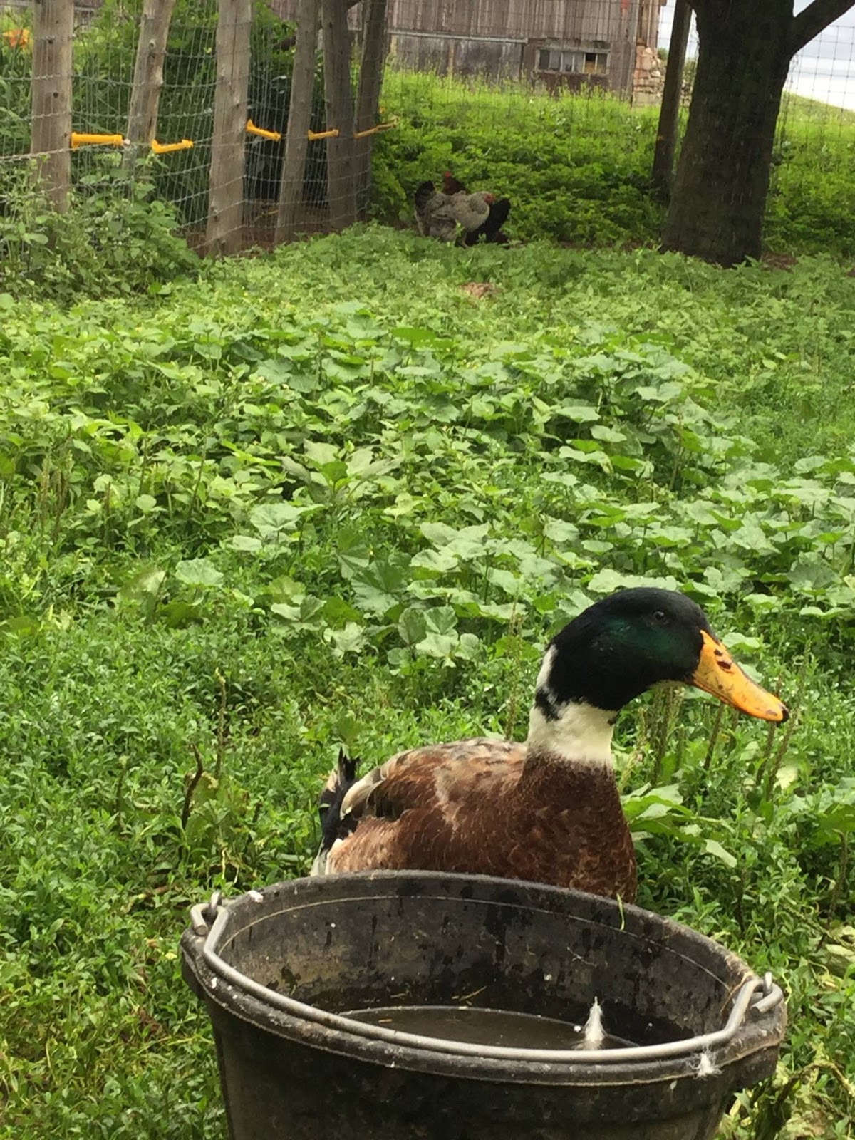 Drake the Duck