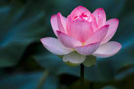 National Flower of India- Lotus