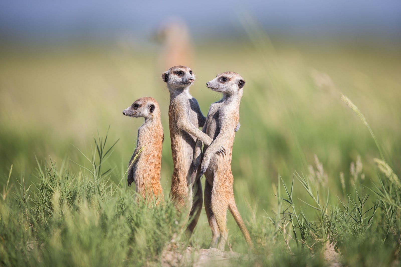 Meerkat