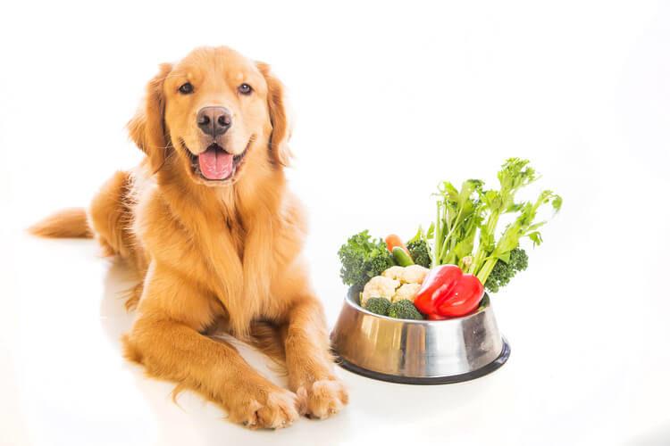 Homemade Low Protein Dog Food, Buy Now, Shop, 51% OFF, ativaaventura.com.br