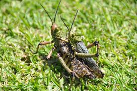 Image result for locust