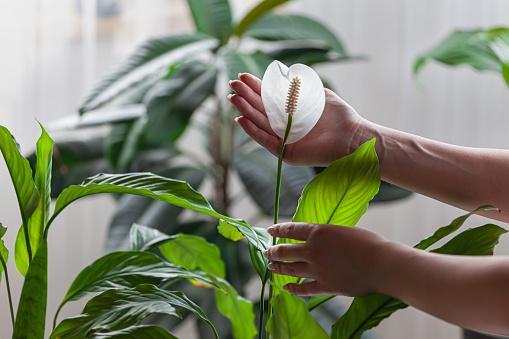 Overwatered Peace Lily - Signs and Step-by-Step Solution