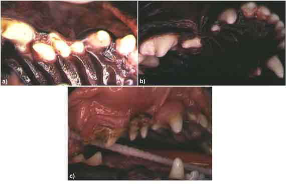 a) Photo of a young Lhasa Apso with severe crowding of the maxillary premolars, b) followed by a photo of a similar situation after selective extraction of the right maxillary second premolar to alleviate crowding plus c) a photo of a six year old Pekinese suffering from end stage periodontal disease that might have been prevented by timely selective extraction.