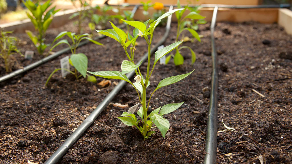 natural sources of nitrogen for pepper plants