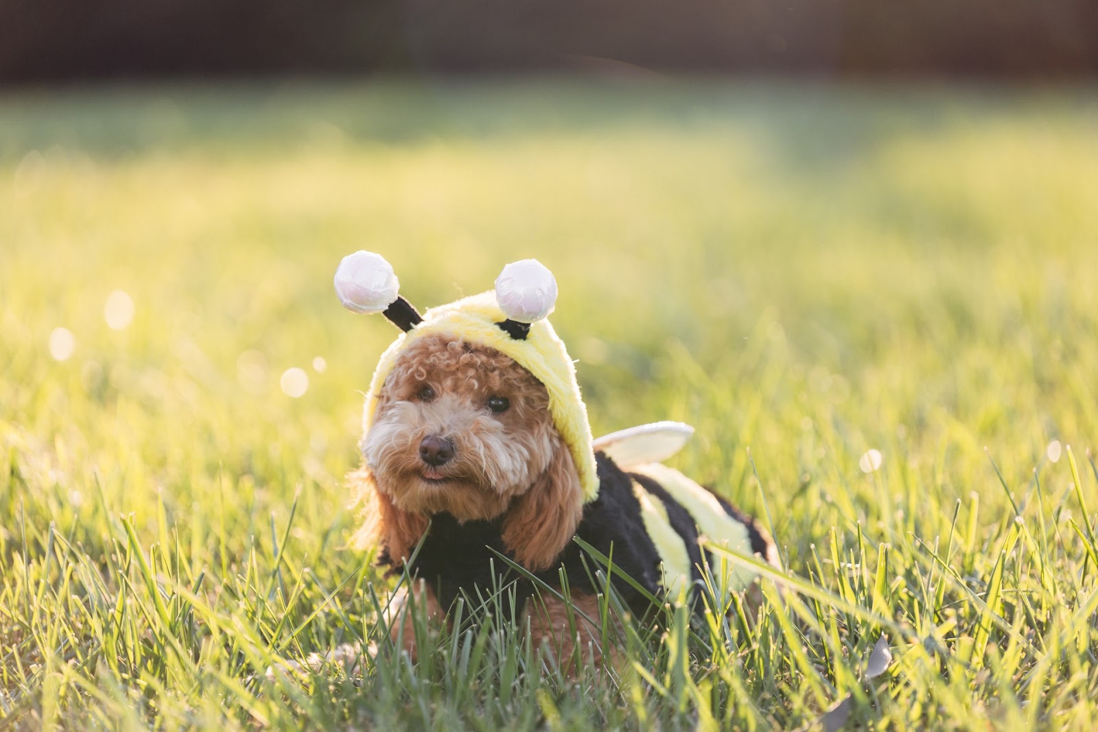 can dogs eat honey combs