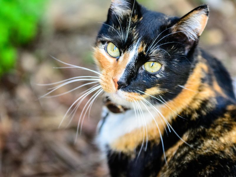 Calico-Cat-Care-Requirements