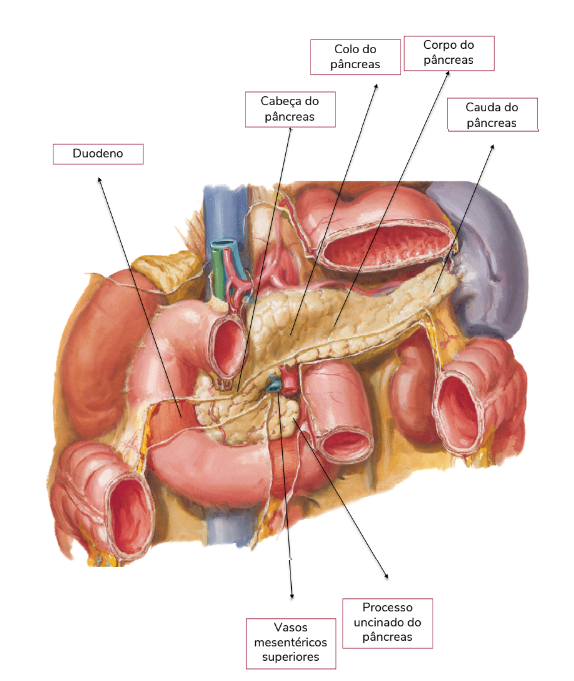 Resumo do Pâncreas: anatomia, exócrino, endógeno, doenças e mais! - Sanar  Medicina