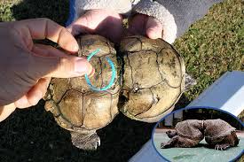 Deformed Turtle Reveals Sickening Dangers of Plastic Pollution | TakePart