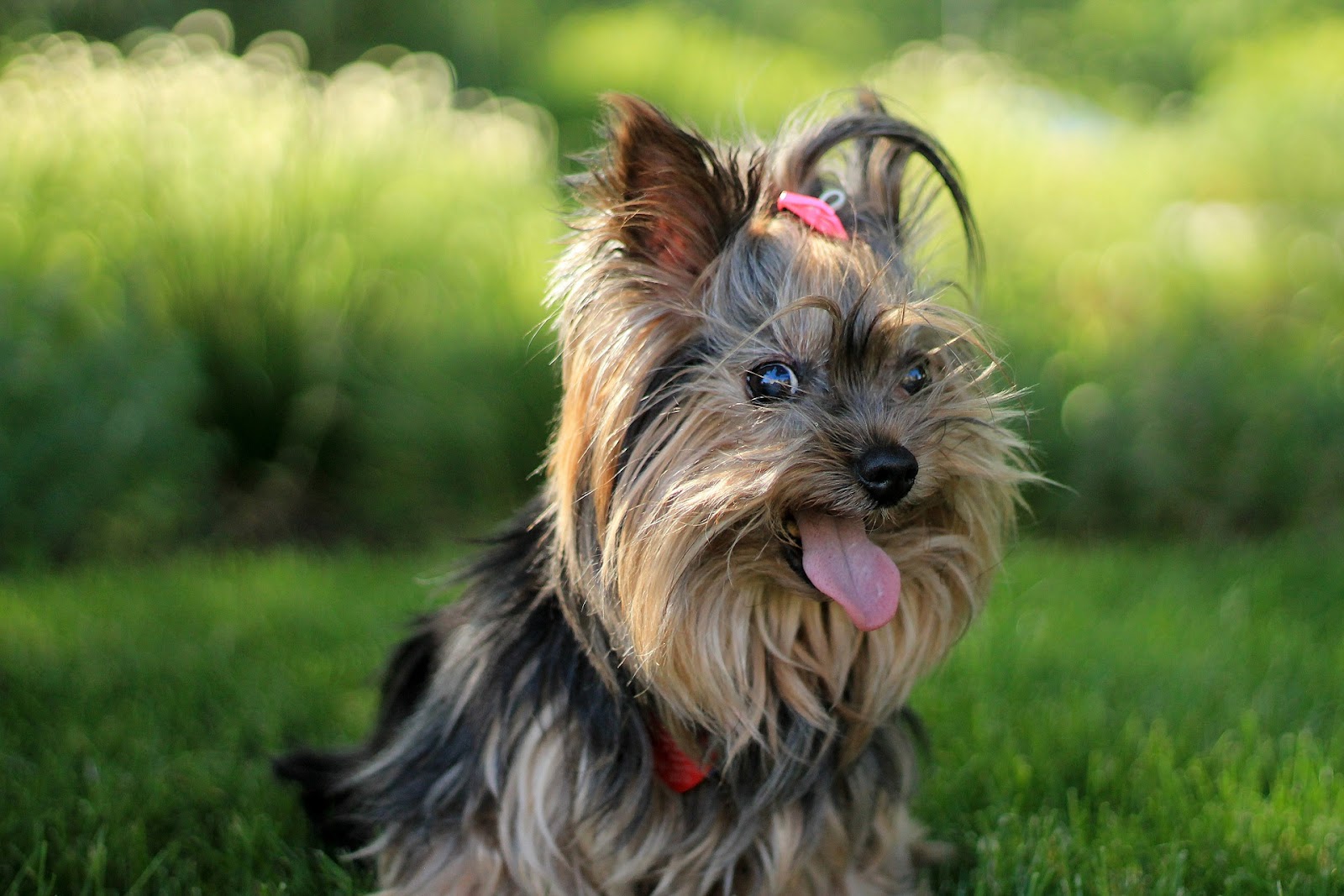 Why Do Yorkies Stink?