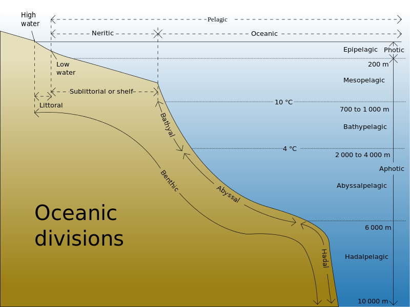 abyssal zone food web