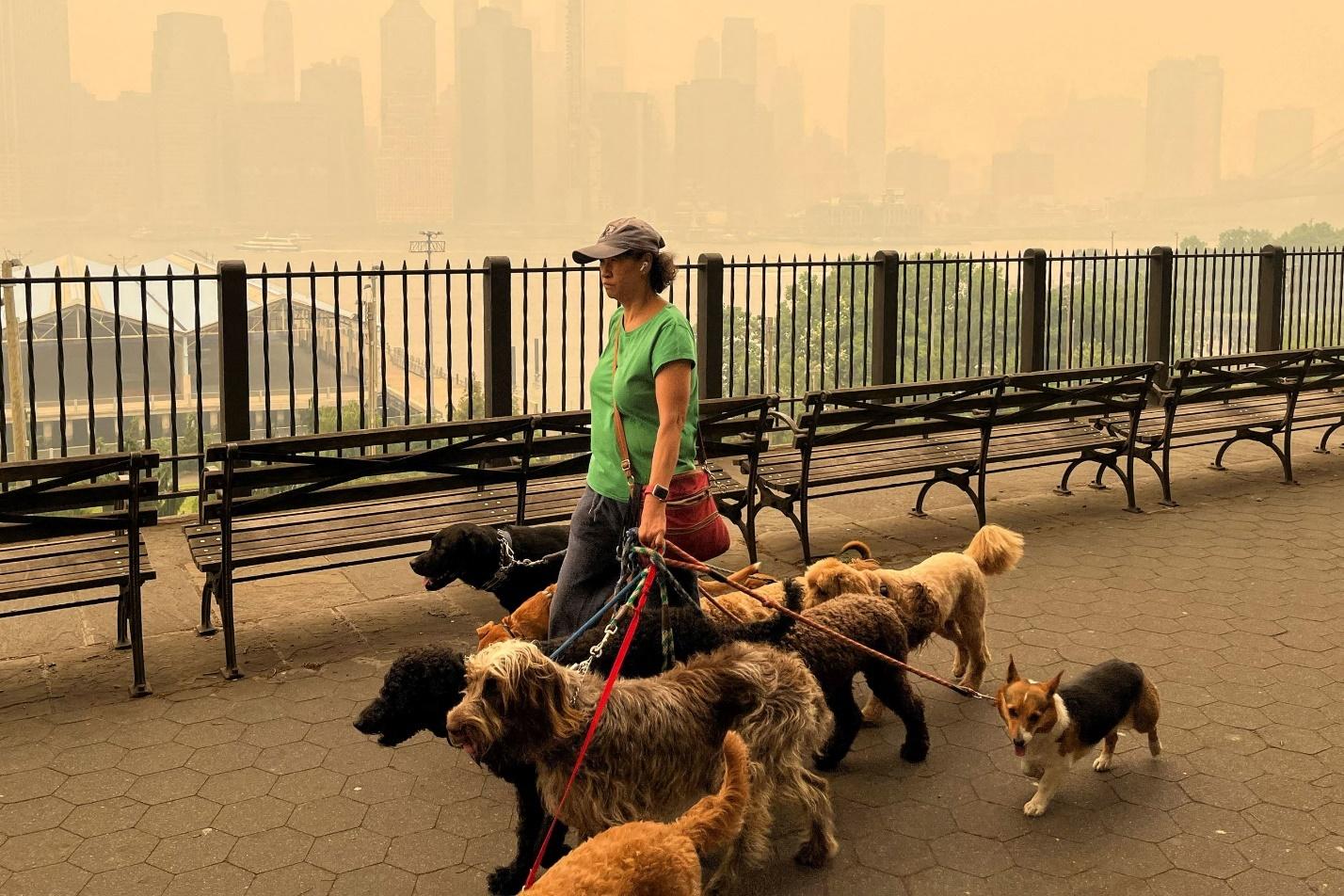 How to keep pets safe in hazardous air quality conditions 