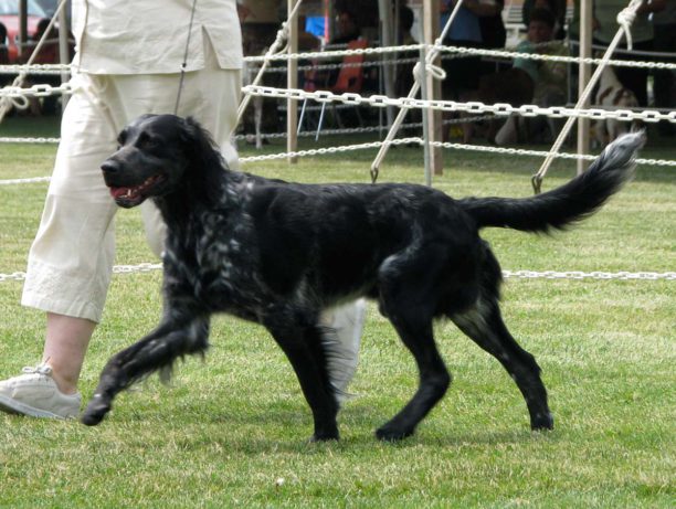 Blue Picardy Spaniel