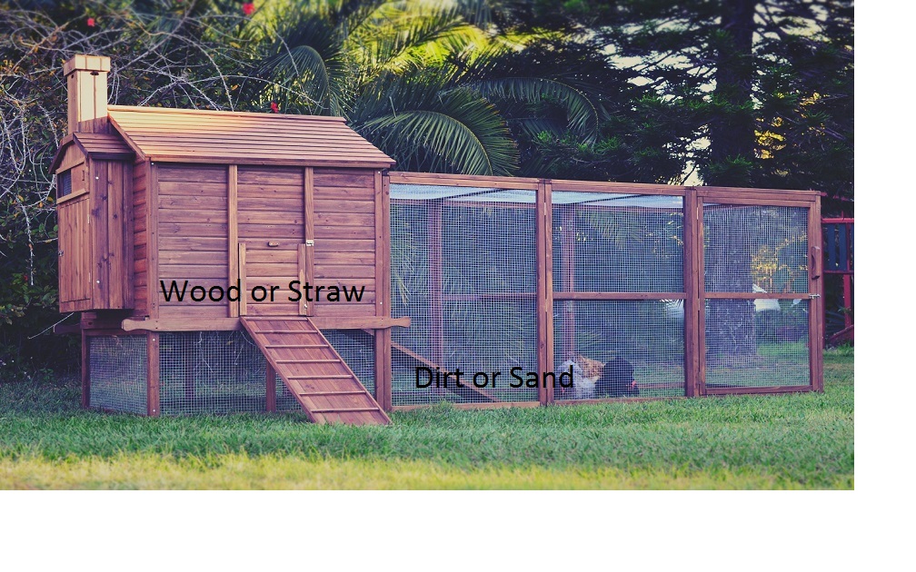 Everything You Need To Know About the Chicken Coop