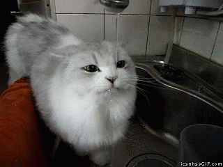 drinking water.gif