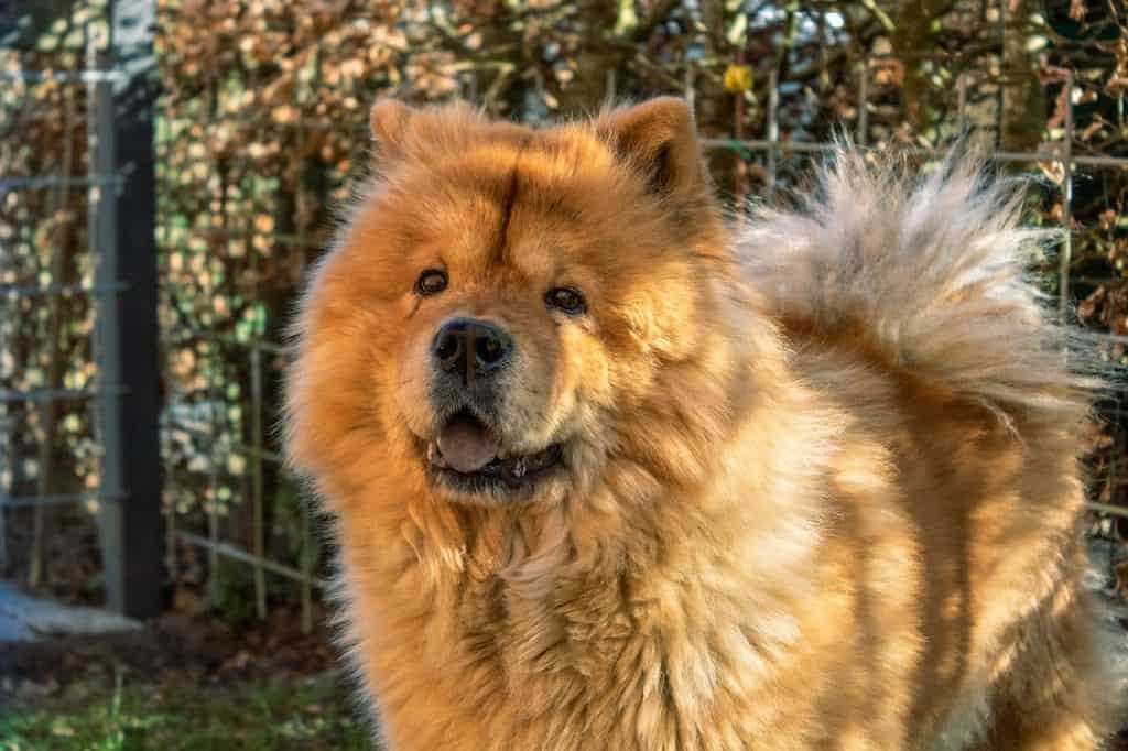 a chow chow standing in a yard in the shade