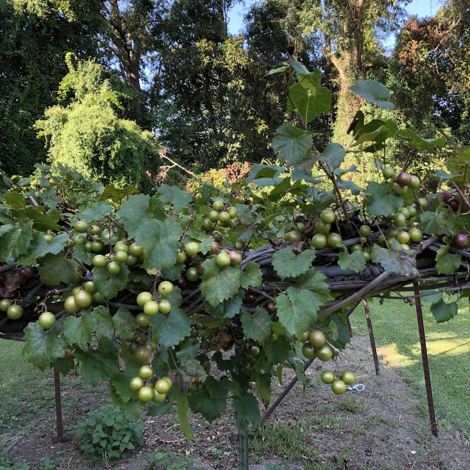 4 u-pick vineyards to find muscadine grapes and wine around Birmingham