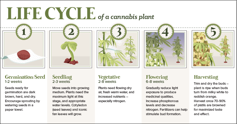 The Anatomy of a Cannabis Plant, and its Lifecycle