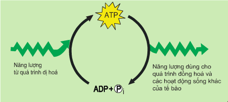 Tổng hợp và phân giải ATP - sinh 10 bài 13