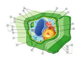Cell wall - Wikipedia