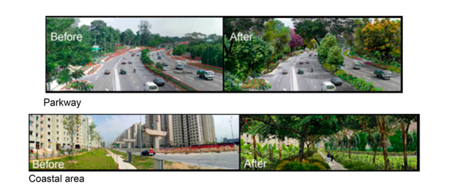 Before and after images of parkway and coastal areas (in Singapore?). The before picture for parkways shows a two-way highway with some bushes on the sidewalks and island. The after photograph shows the same road with denser greenery and more diverse trees and bushes. The before picture for a coastal area shows a walkway with sparse trees and grass, while the after picture depicts the same walkway with fruit-bearing trees and different types of bushes and plants lining it.