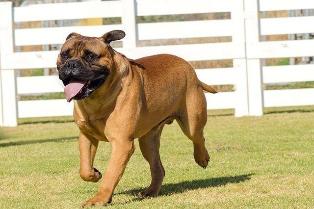 Bullmastiff – Fun Facts and Crate Size – Pet Crates Direct
