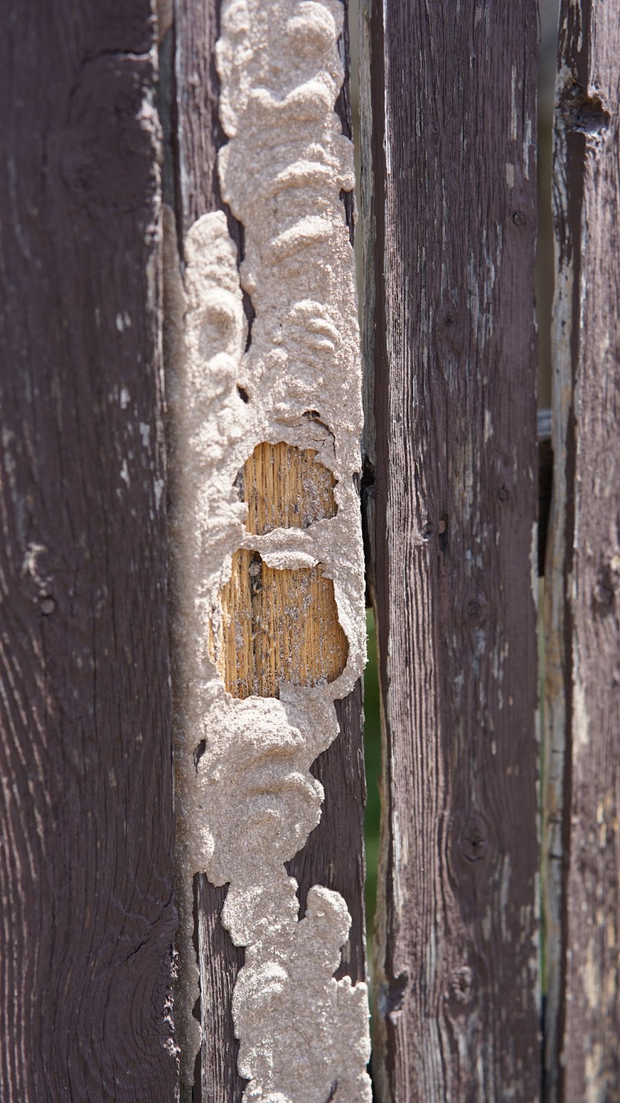 Signs of a termite infestation on wood